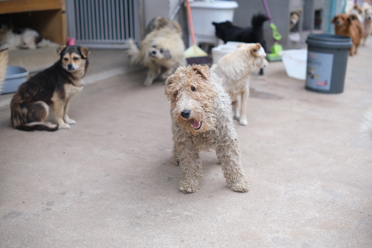 why-choose-us A collection of various dog breeds sitting on concrete in a shelter, waiting for adoption.