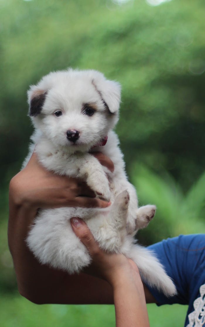 gallery-5 Adorable white puppy being held, showcasing pet care and affection outdoors.
