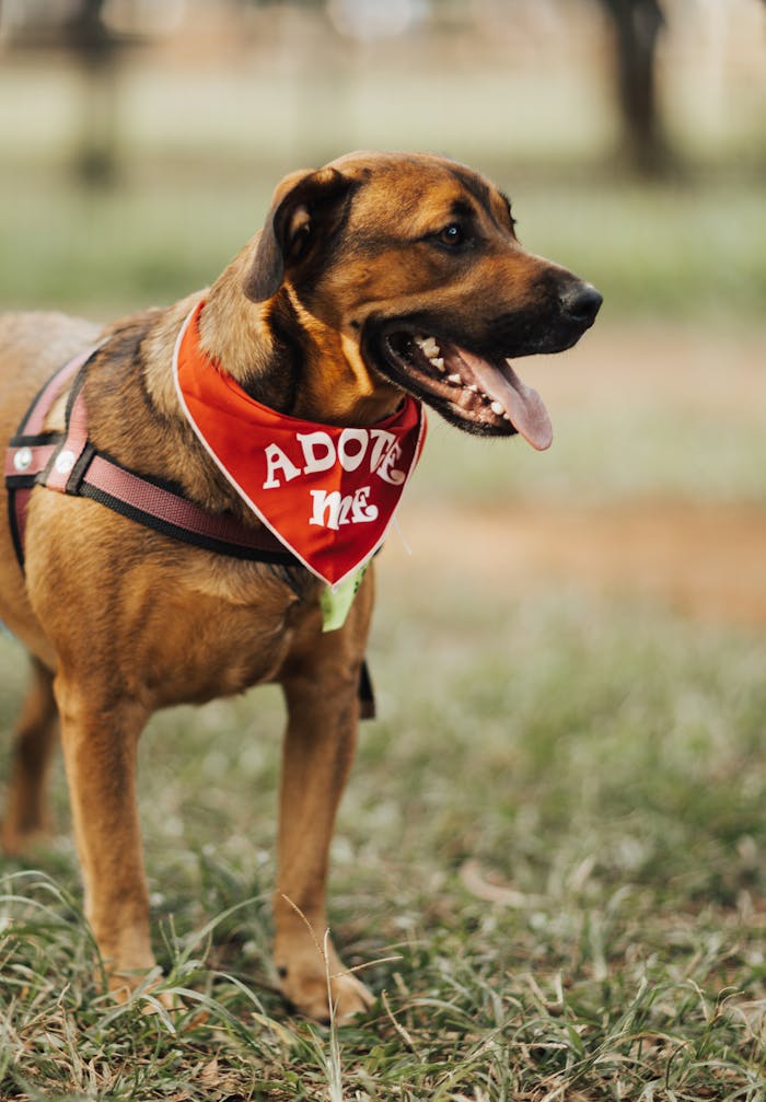 hero-img-02 Adoptable dog with red bandana standing in a sunny park, looking lively and friendly.