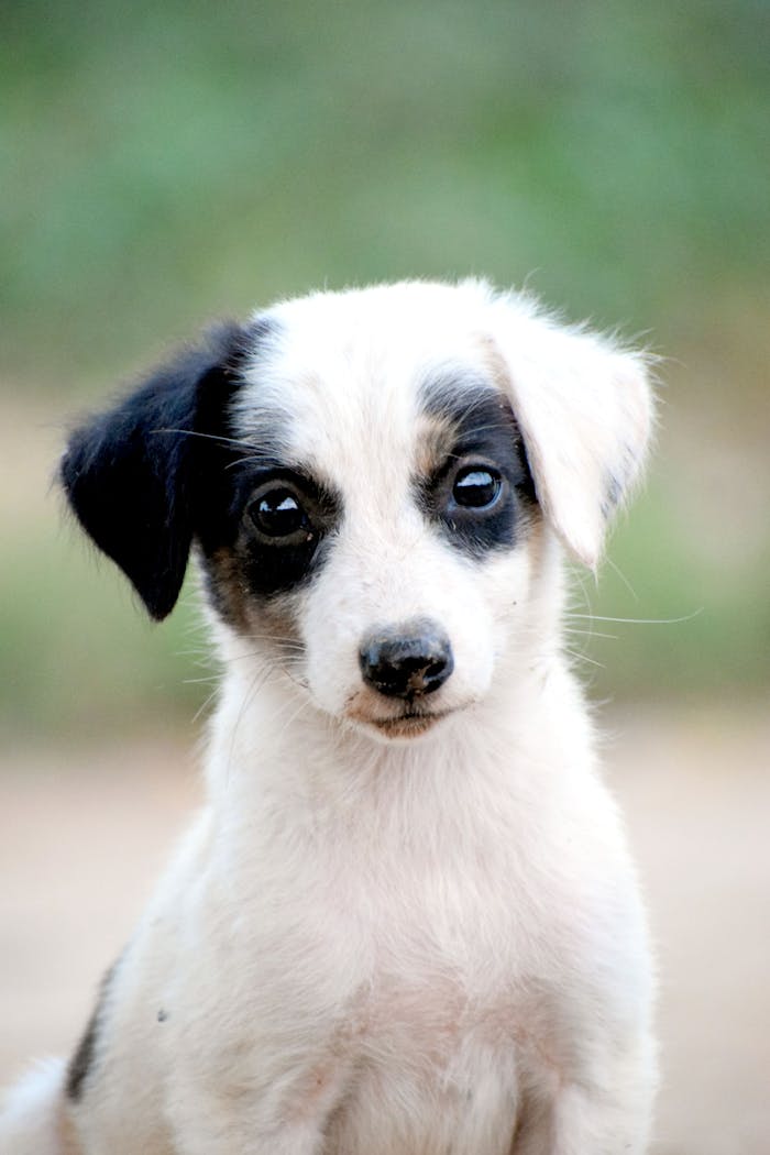 about-01 Cute black and white puppy with expressive eyes, perfect for pet lovers.