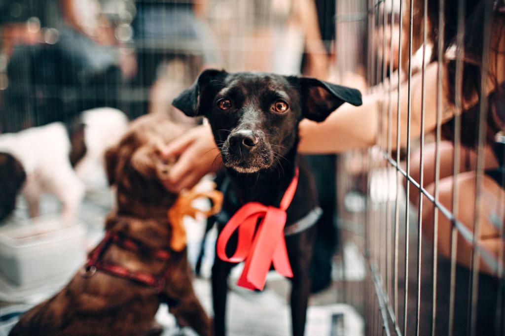 pexels-photo-1904103 Cute black dog with red ribbon in animal shelter, symbolizing hope and rescue.
