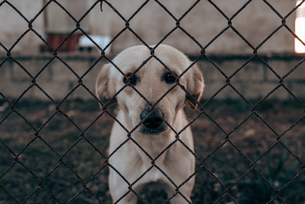 our-services-3 A white dog looks through a chain-link fence in an outdoor setting.