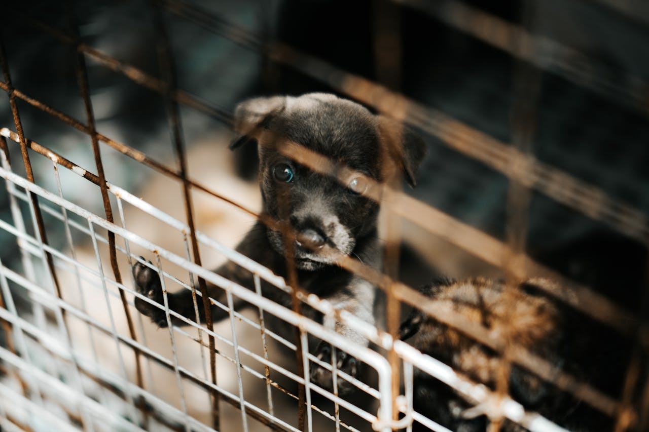 gallery-1 A young puppy stands behind metal bars, casting a poignant gaze that captures a sense of longing and vulnerability.