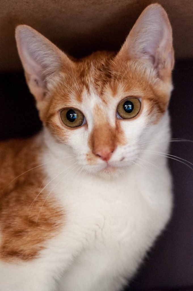 pexels-photo-26837598 Close-up portrait of a curious ginger and white cat looking directly at the camera.