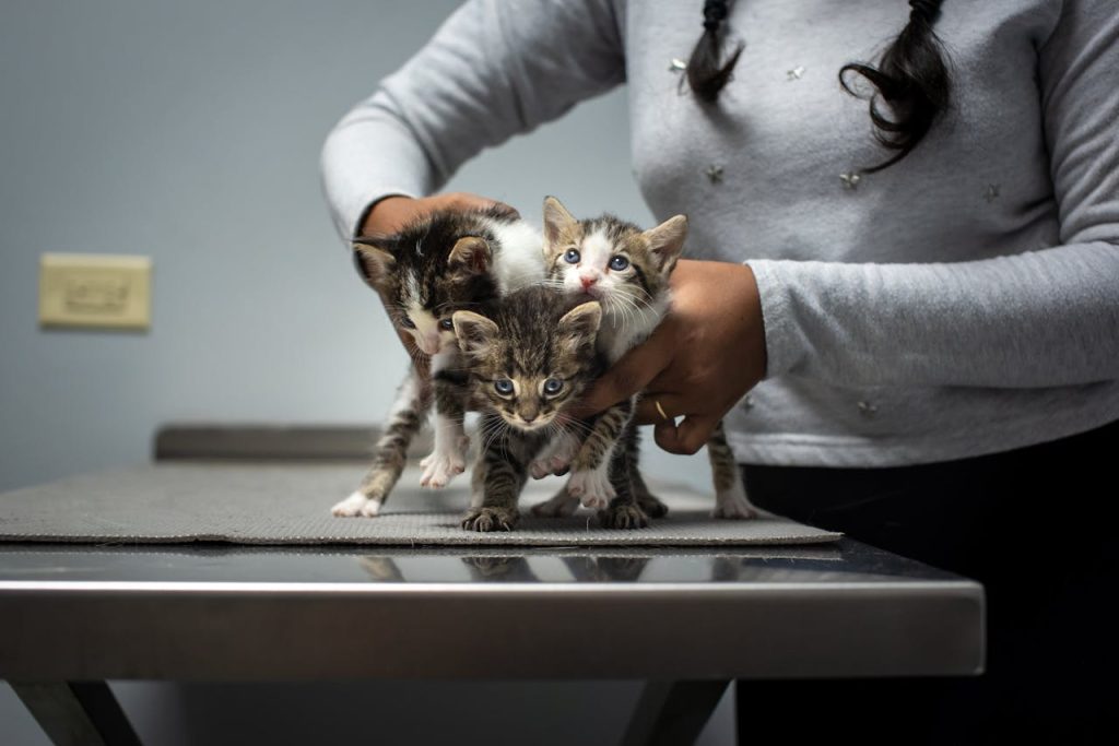 pexels-photo-30577796 Three cute rescue kittens being held by a person at a veterinary clinic in Trinidad.
