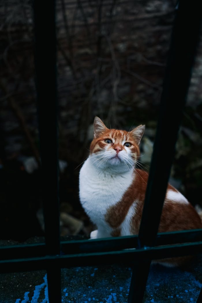 gallery-6 A ginger and white cat sitting behind metal bars in an outdoor setting.