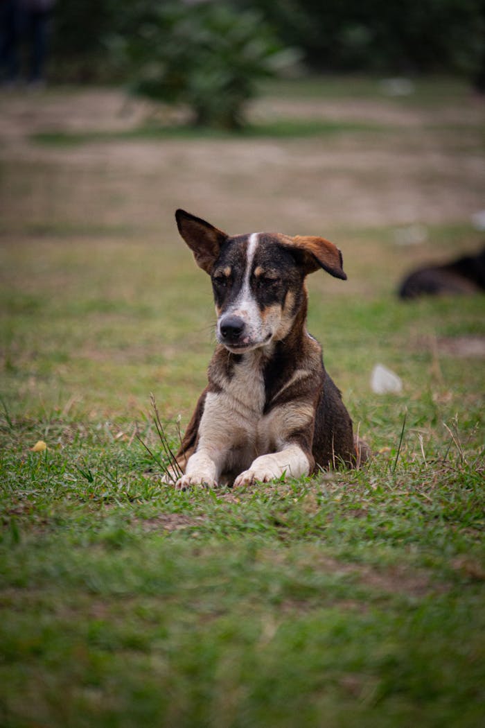 gallery-2 A stray dog peacefully lounging on a grass field in Dhaka, Bangladesh.