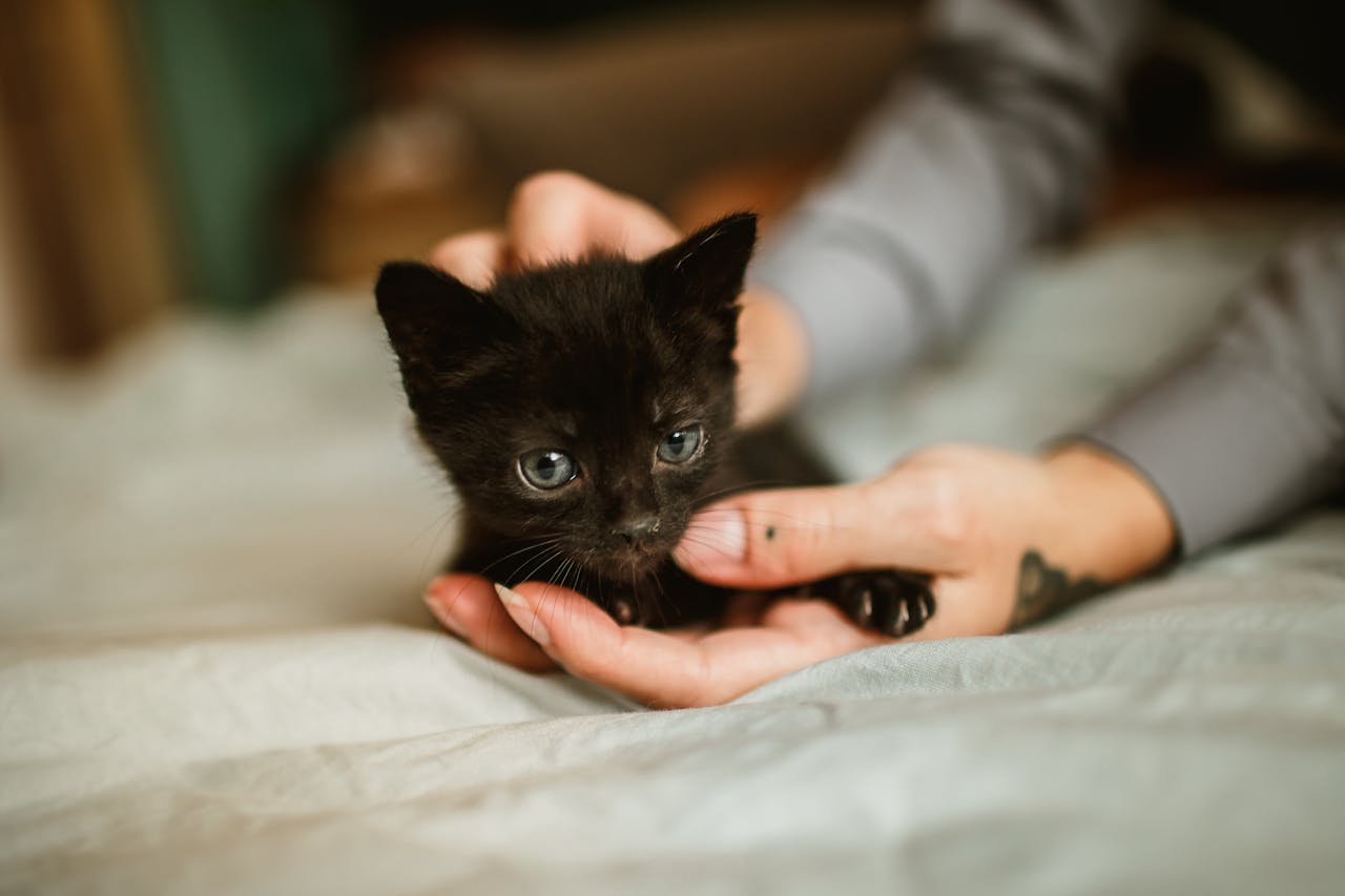 hero-img-01 Adorable black kitten being gently held by tattooed hands on a soft surface.